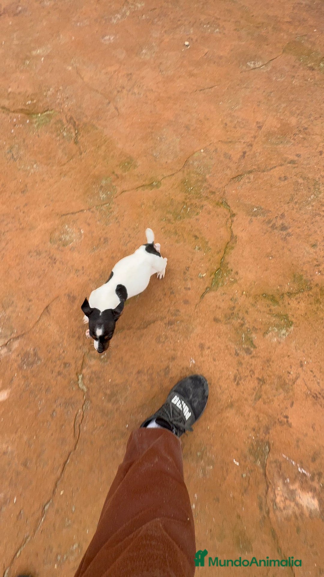 Jack Russell Terrier perros en venta: Jack Russell terrier  - Anuncio 9