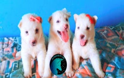 Husky Siberiano perros en venta: Husky siberiano  - Imagen 1