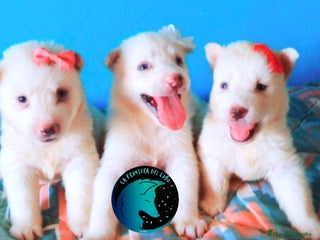 Husky Siberiano perros - Anuncio 13