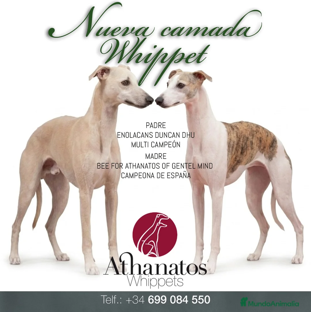 Whippet perros en venta: Magnífica Camada en Lugo - Anuncio 1
