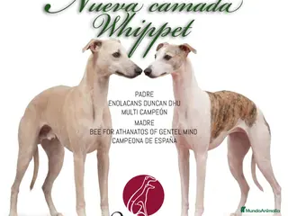Whippet perros Magnífica Camada - Anuncio 1