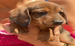 Teckel Miniatura perros en venta: Cachorros Teckel miniatura criadero Valencia en Valencia - Imagen 2