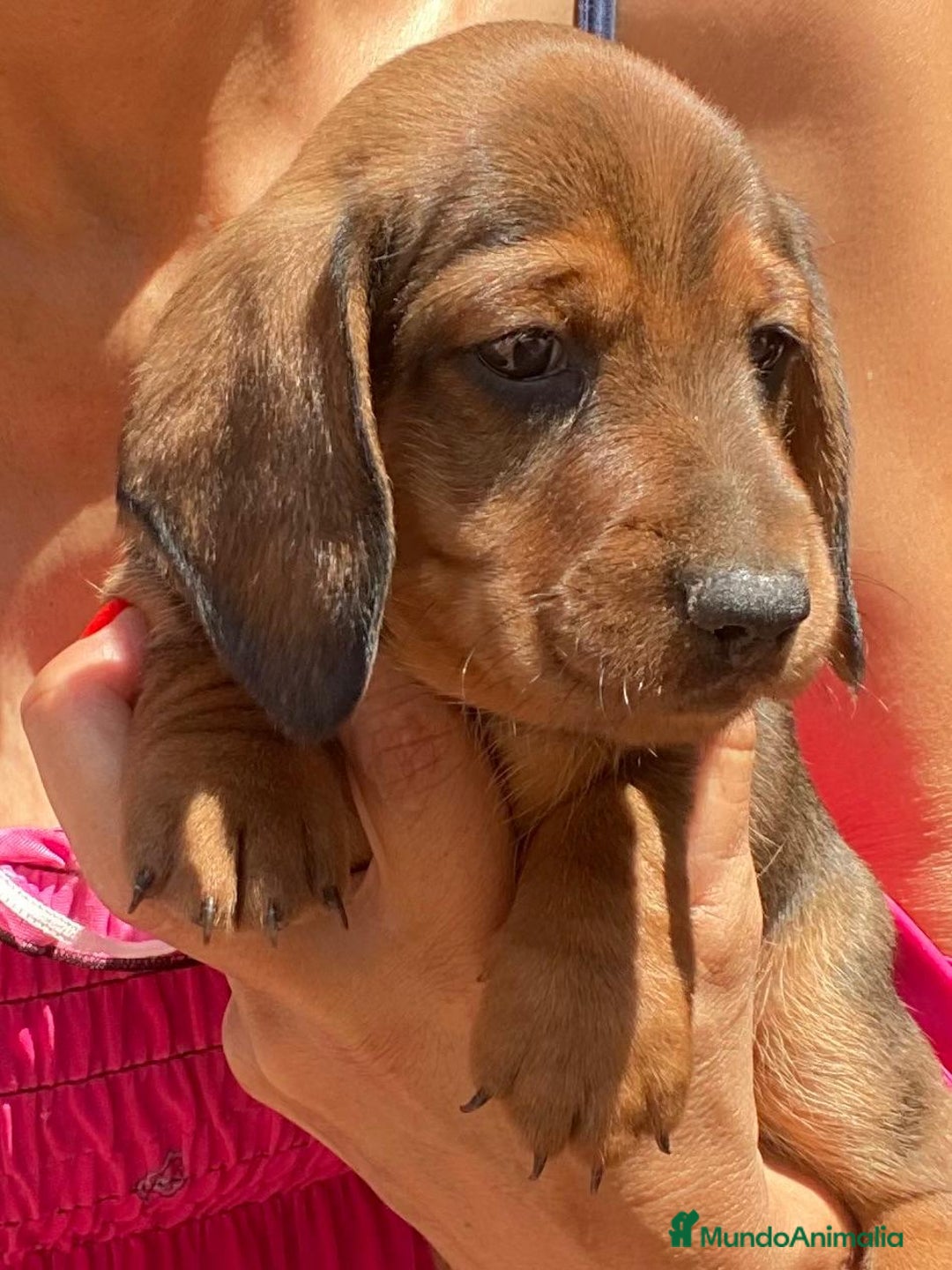 Teckel Miniatura perros en venta: Cachorros Teckel miniatura criadero Valencia en Valencia - Imagen 2