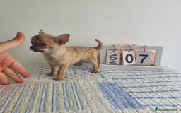 Chihuahua perros en venta: Chihuahua miniatura  - Imagen 3