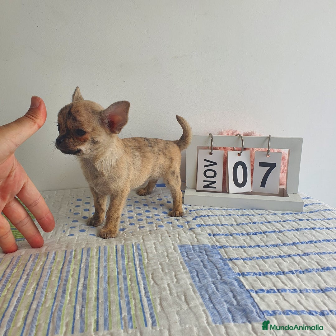 Chihuahua perros en venta: Chihuahua miniatura  - Imagen 3