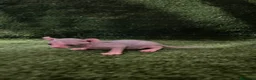 Sphynx gatos en venta: Sphynx  - Anuncio 7