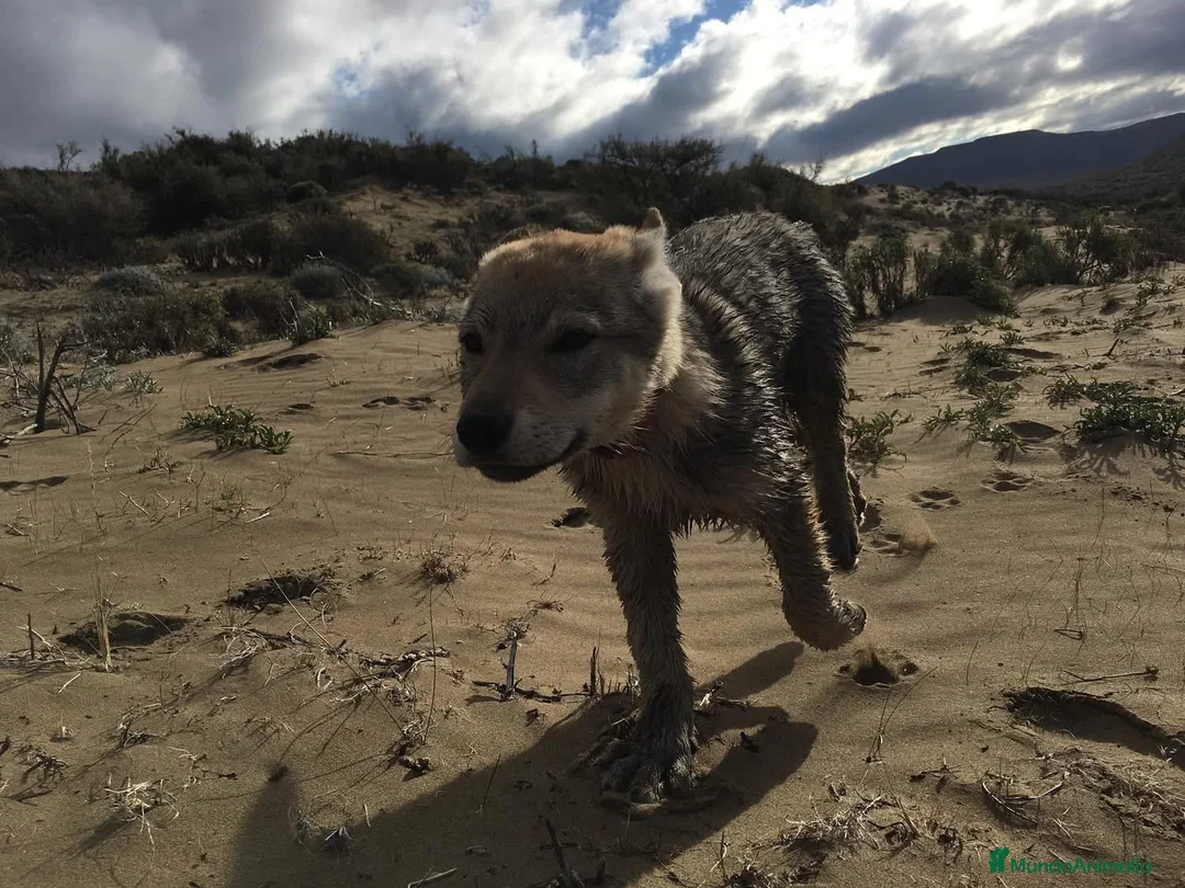 Imagen de galería {{count}}