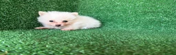 Pomerania perros en venta: pomerania - Anuncio 1
