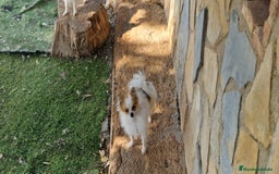 Pomerania perros en venta: Pomerania parti micro/toy - Imagen 3