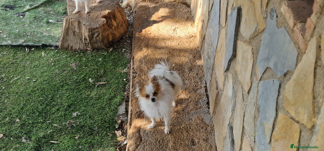 Pomerania perros en venta: Pomerania parti micro/toy - Imagen 3