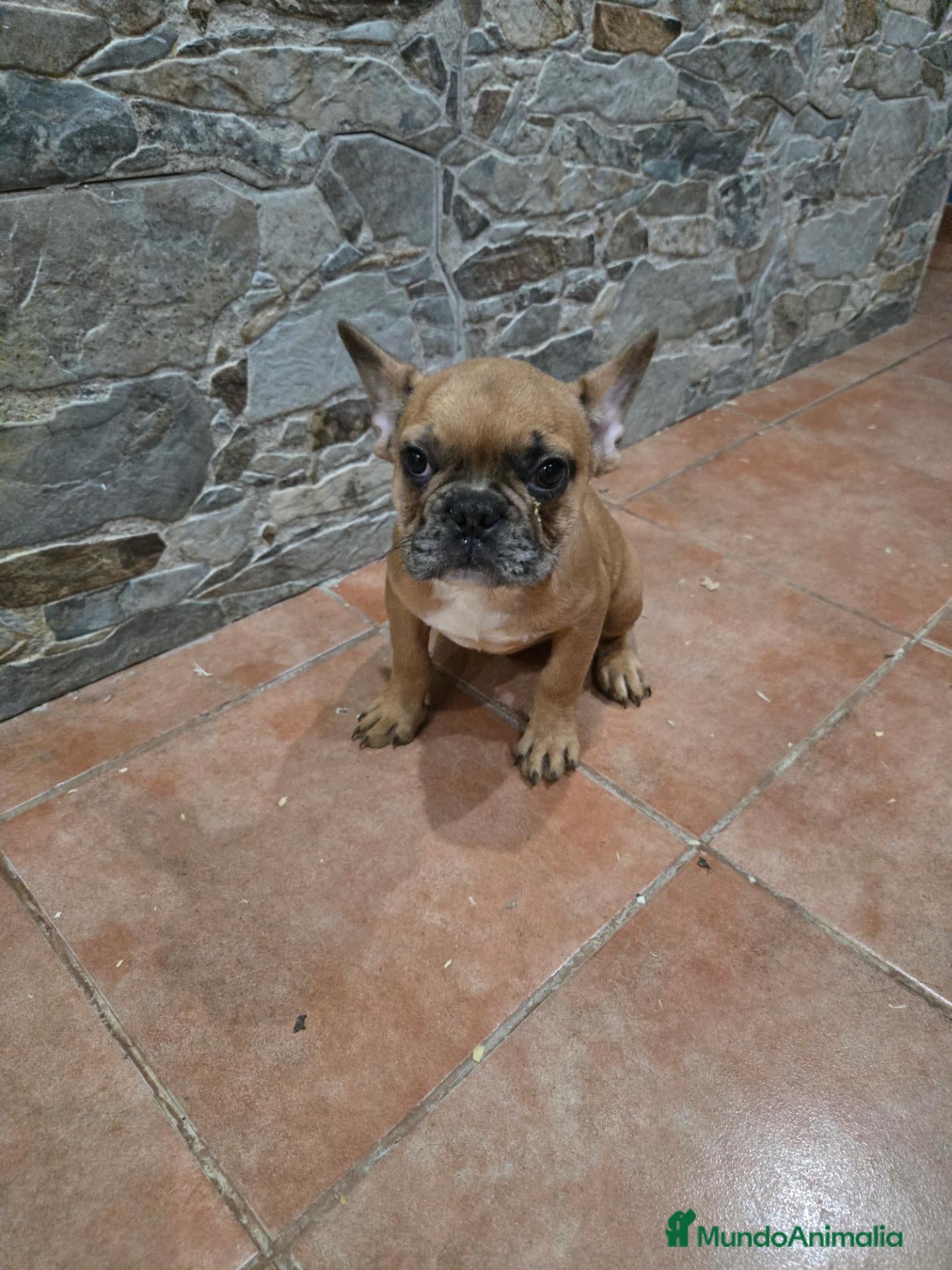 Bulldog Francés perros BULLDOG FRANCÉS  - Anuncio 2