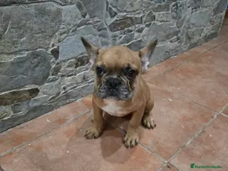 Bulldog Francés perros BULLDOG FRANCÉS - Anuncio 2