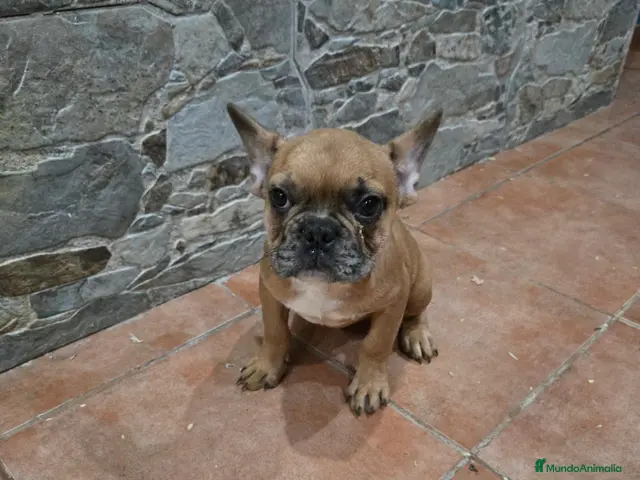 Bulldog Francés perros BULLDOG FRANCÉS - Anuncio 36