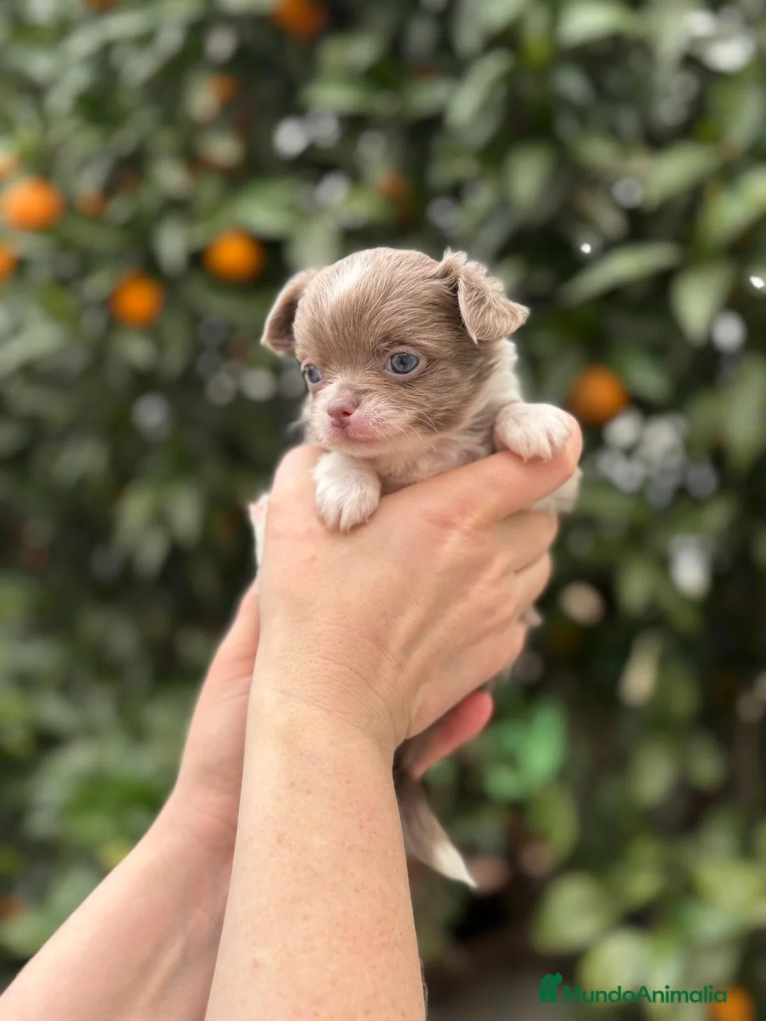 Chihuahua perros en venta: Macho pelo largo línea rusa  - Anuncio 2