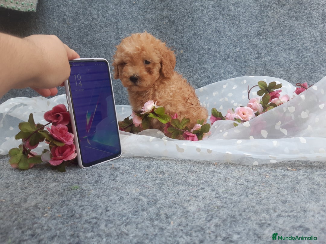 Caniche Toy perros en venta: caniche y maltipol  - Anuncio 7