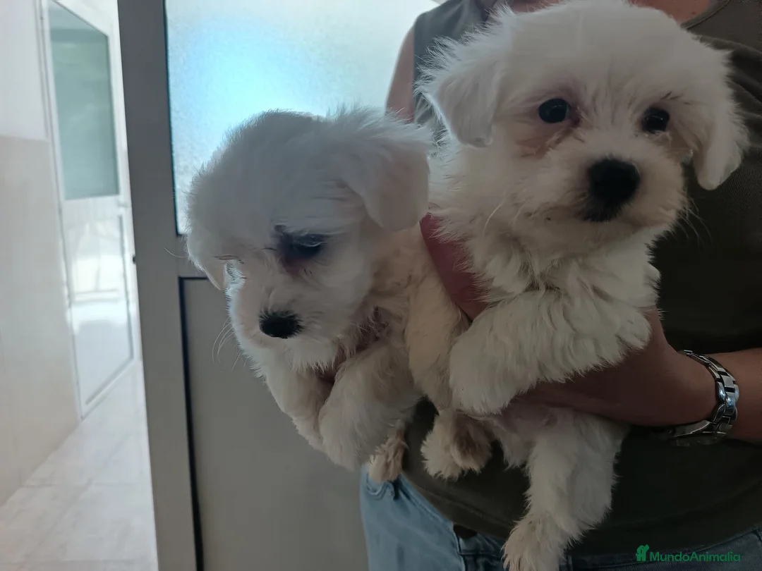 Bichón Maltés perros en venta: Bichon maltés macho - Anuncio 4