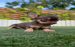 Chihuahua perros en venta: CHIHUAHUA MACHO - Imagen 21