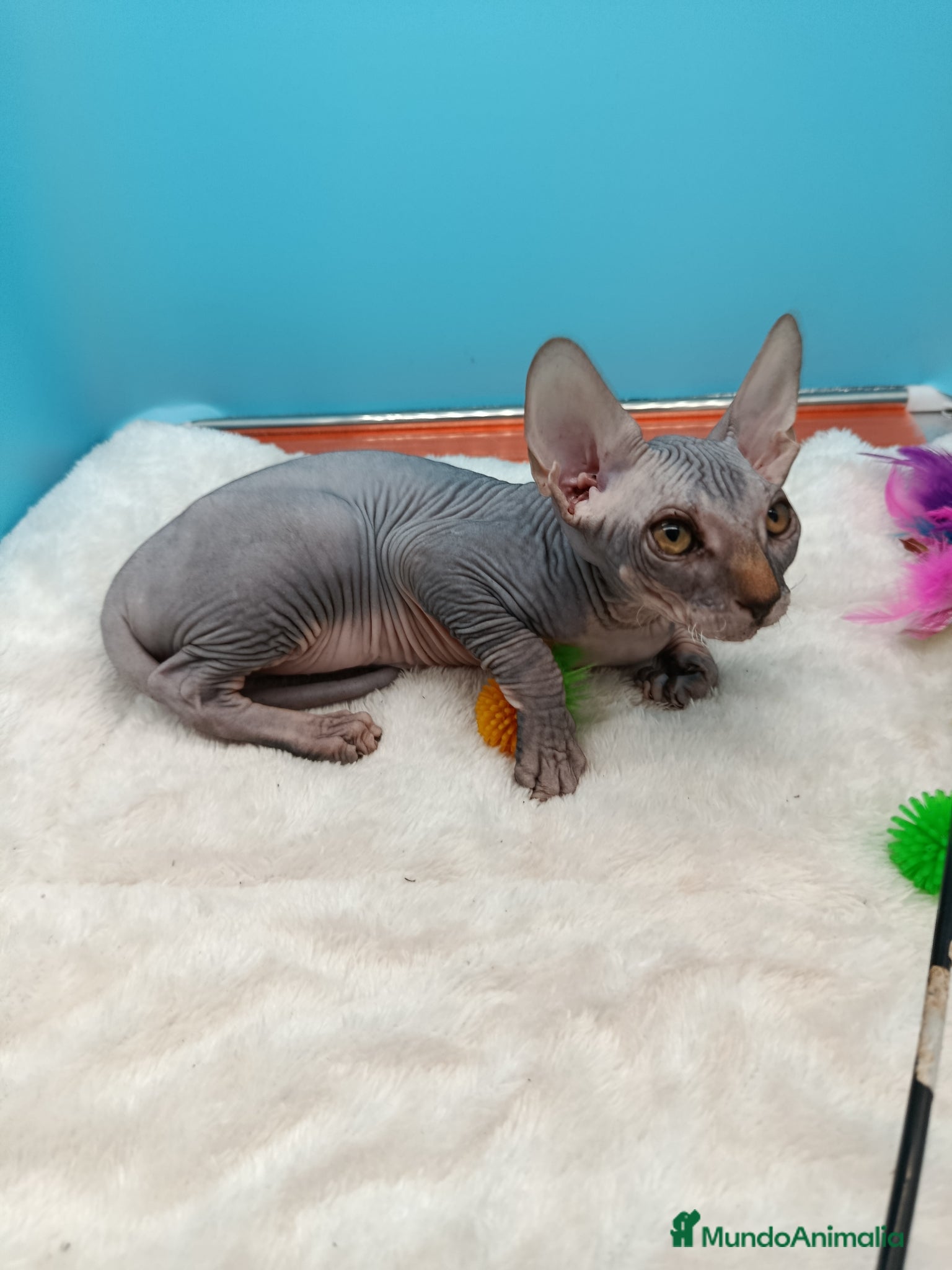 Sphynx gatos en venta: Parejita de Sphynx  - Anuncio 26
