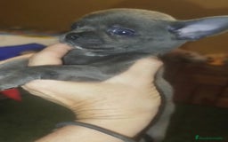 Chihuahua perros en venta: Chihuahua cabeza manzana  - Imagen 5