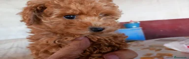 Caniche Toy 1