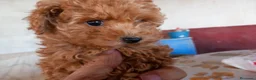 Caniche Toy perros en venta: Poodle Toy Caniche rojo en Sevilla - Anuncio 6