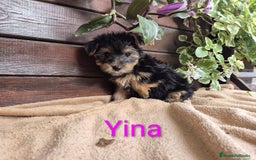Yorkshire Terrier perros en venta: YORKSHIRE HEMBRA OPORTUNIDAD  - Imagen 4