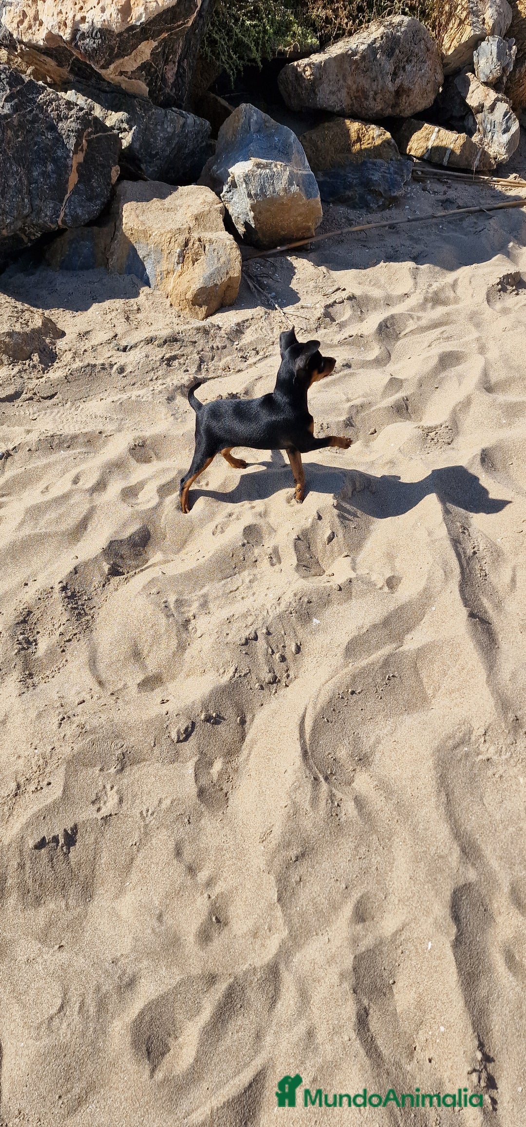 Pinscher Miniatura perros en venta: TOY TOY MINI PINCHER HEMBRA - Imagen 2