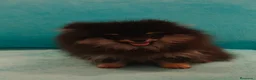 Pomerania perros en venta: Pomerania toy - Anuncio 10