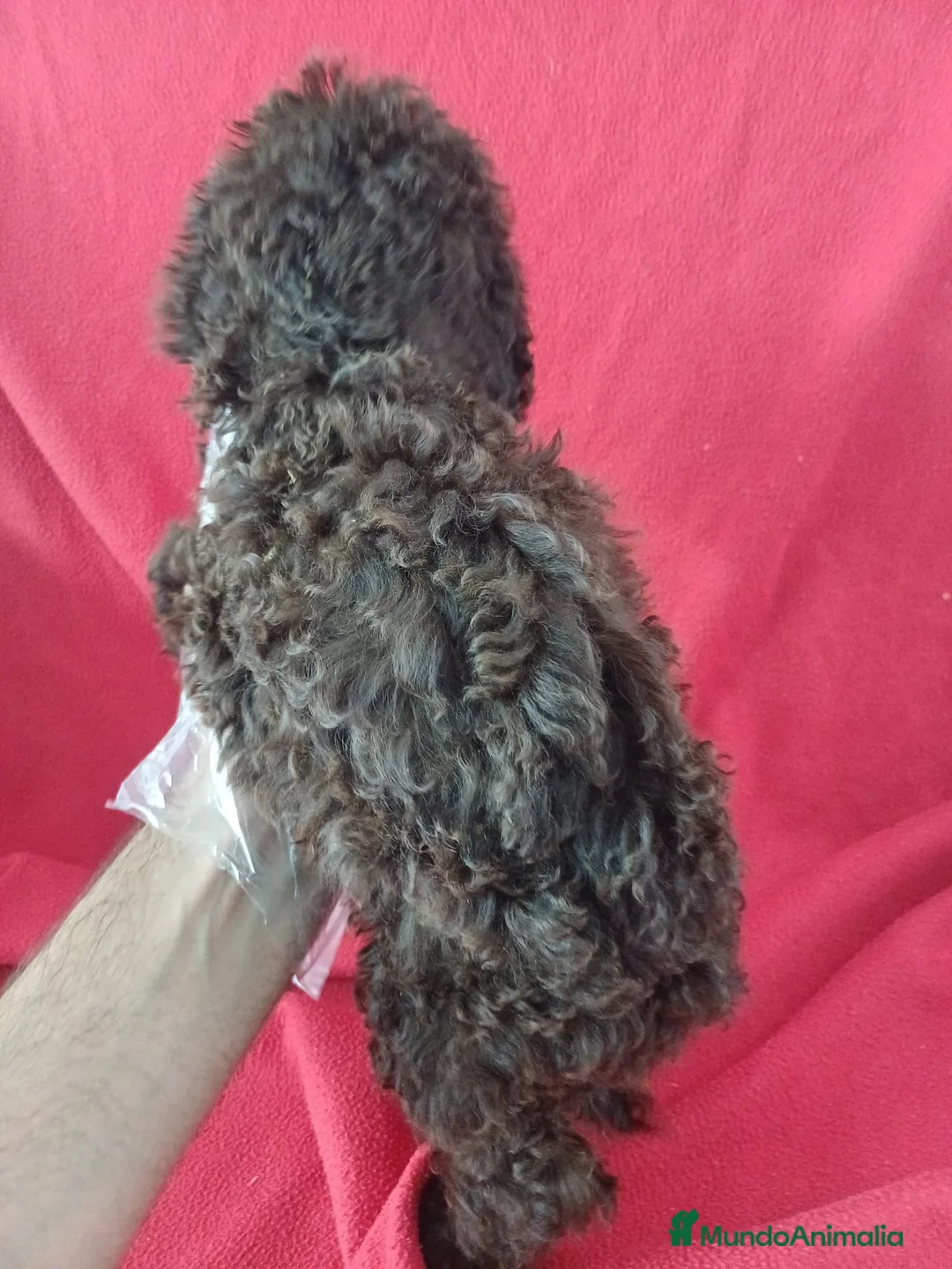 Perro de Agua Español perros en venta: Perro de Agua Español  - Anuncio 3