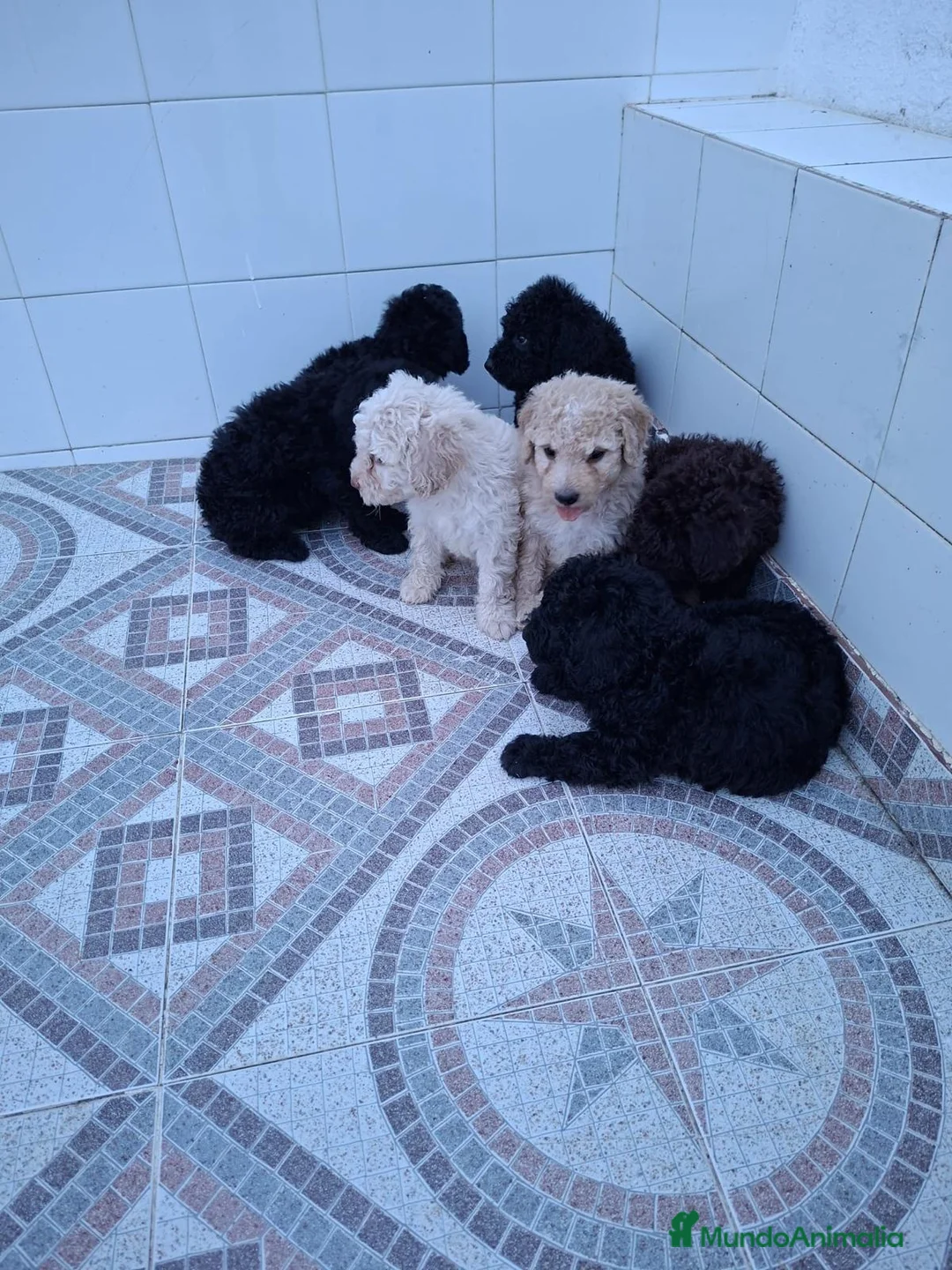 Perro de Agua Español perros en venta: Perros de agua  - Anuncio 6