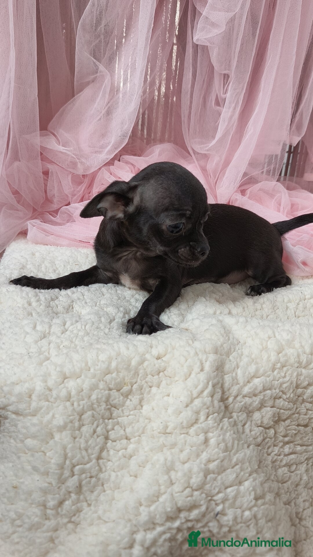 Chihuahua perros en venta: Chihuahua disponible  - Imagen 3