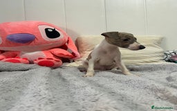 Pequeño Lebrel Italiano perros en venta: Piccolo italiano  - Imagen 8