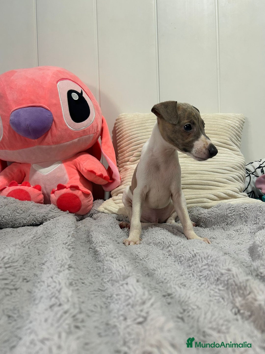 Pequeño Lebrel Italiano perros en venta: Piccolo italiano  - Imagen 8