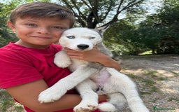 Husky Siberiano perros en venta: Husky siberiano - Imagen 2