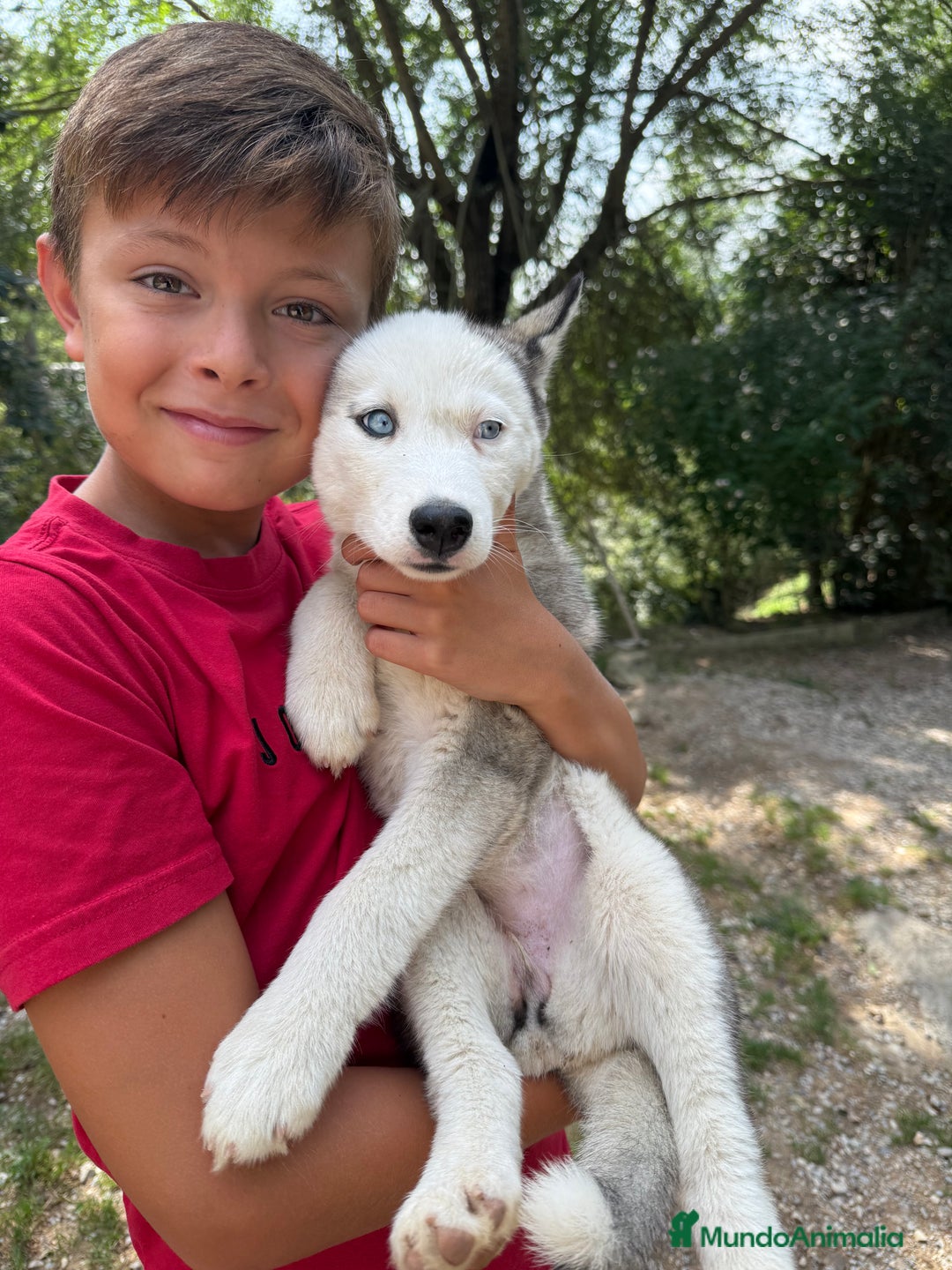 Husky Siberiano perros en venta: Husky siberiano - Imagen 2