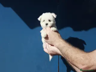 Bichón Maltés perros ⚜️Macho 50 asiático 📌⚜️‼️‼️‼️ - Anuncio 6