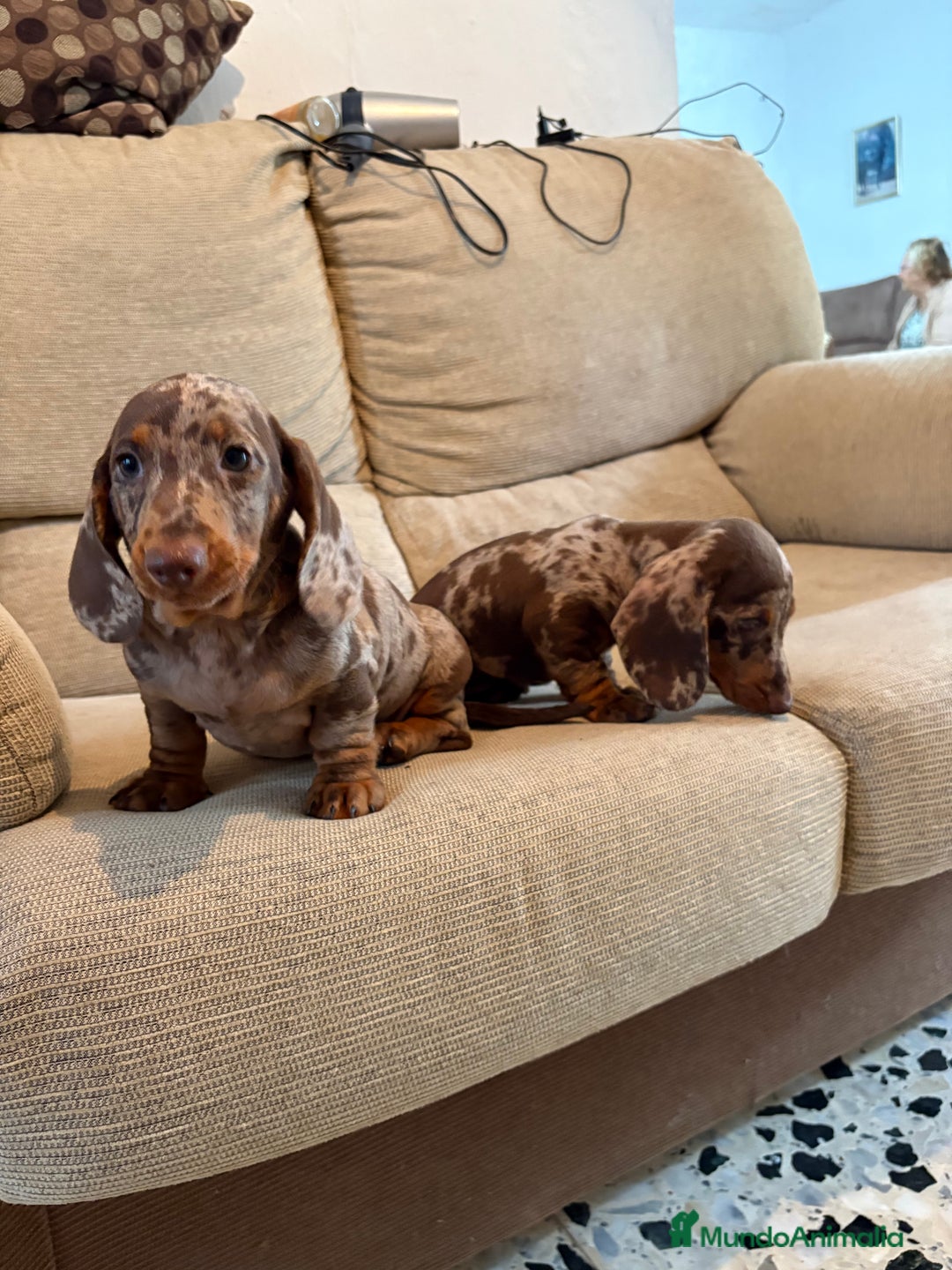 Teckel Miniatura perros en venta: Teckels miniaturas y kaninchen  - Imagen 2