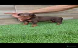 Dobermann perros en venta: Doberman  - Imagen 1
