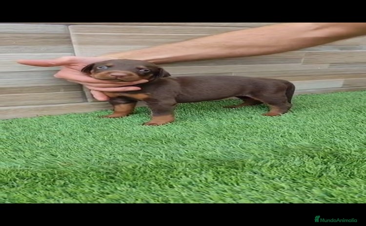 Dobermann perros - Anuncio 1
