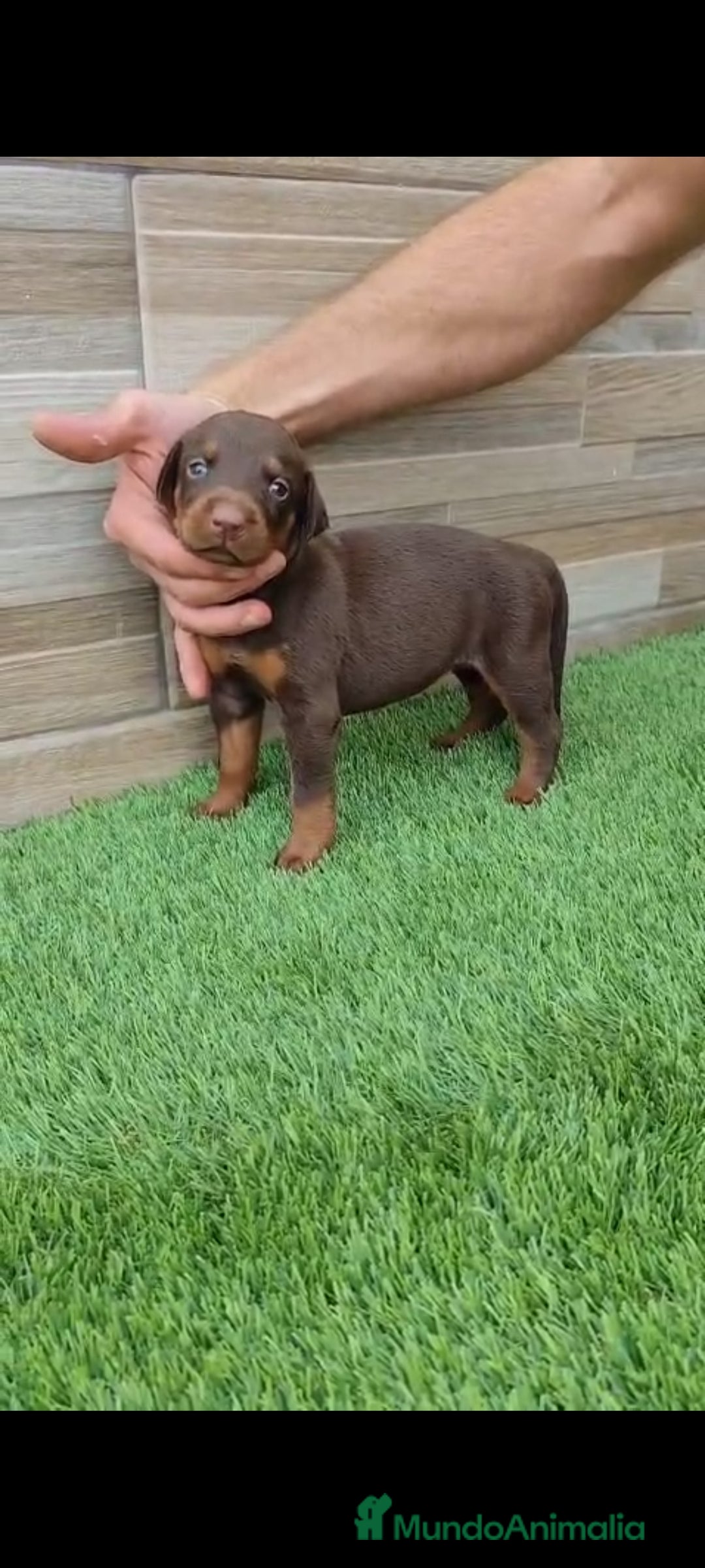 Dobermann perros en venta: Doberman  - Imagen 1