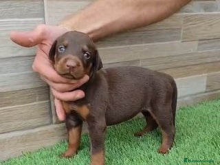 Dobermann perros - Anuncio 14