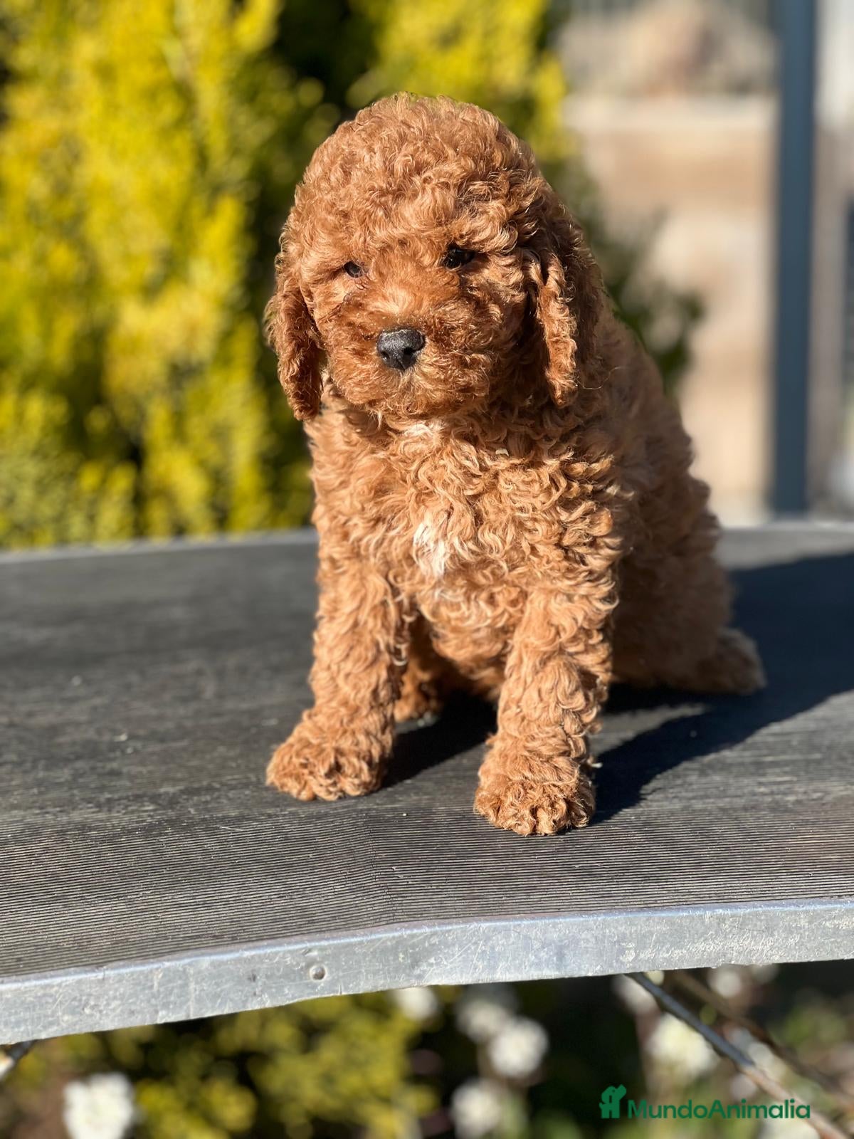 Caniche Enano perros CANICHE ENANO ROJO INTENSO! en Barcelona - Anuncio 2