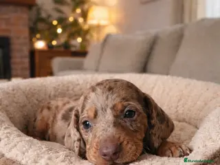 Teckel Miniatura perros Espectaculo de arlequín chocolate - Anuncio 1
