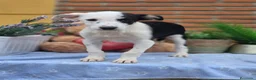 Border Collie perros en venta: Adopción  - Anuncio 8
