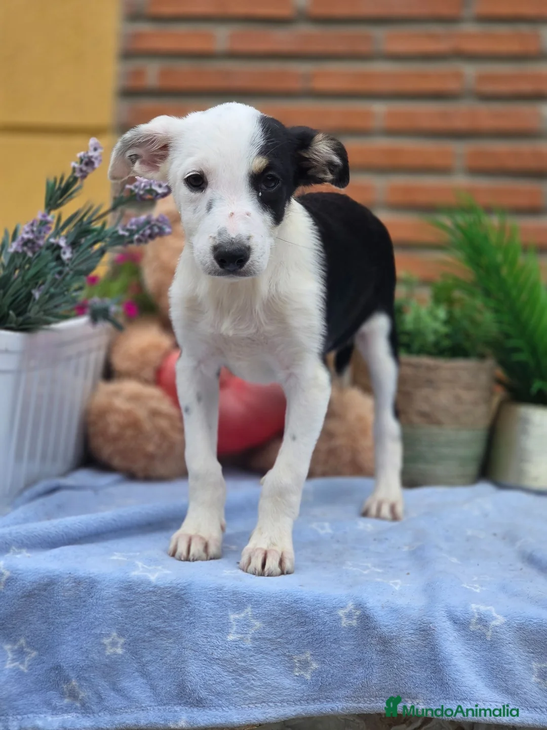 Border Collie perros en venta: Adopción  - Anuncio 8