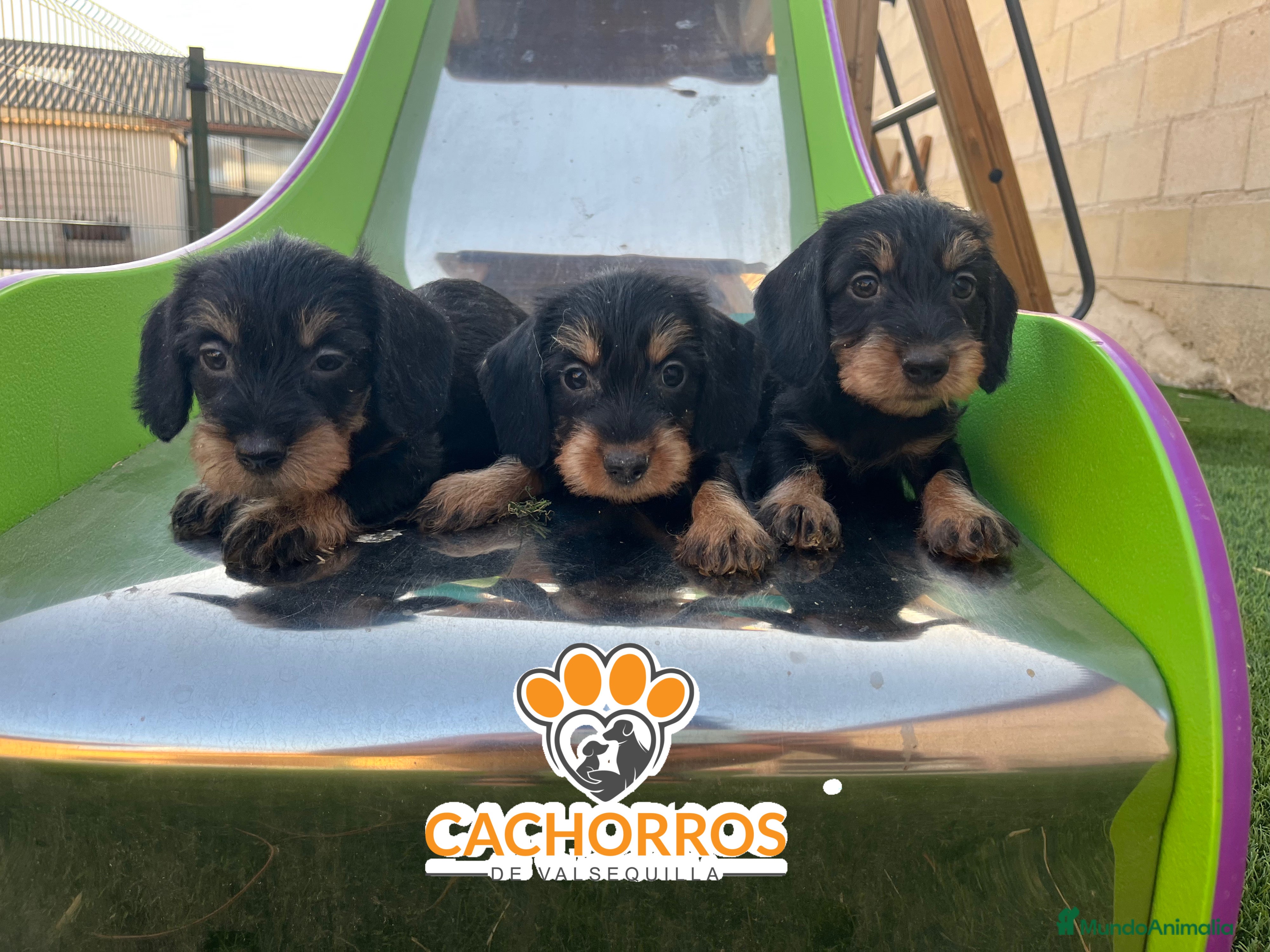 Teckel perros Teckel pelo duro  - Anuncio 19