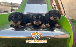 Teckel perros en venta: Teckel pelo duro  - Imagen 1