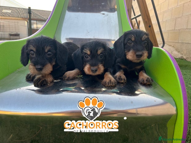 Teckel perros - Anuncio 2