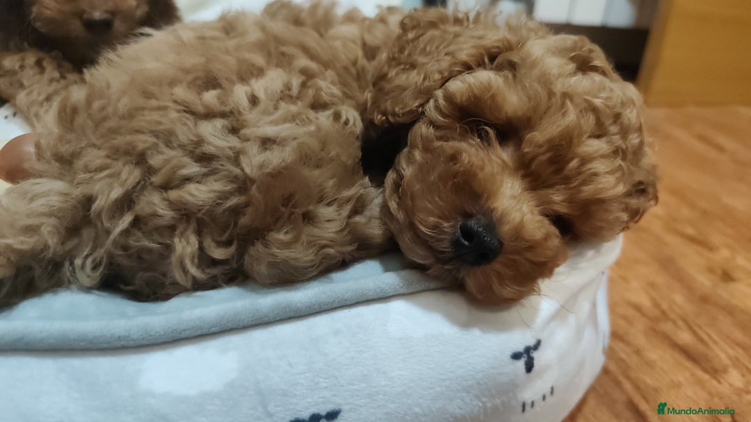 Caniche Toy perros en venta: Hembras toy ❤️ - Imagen 3