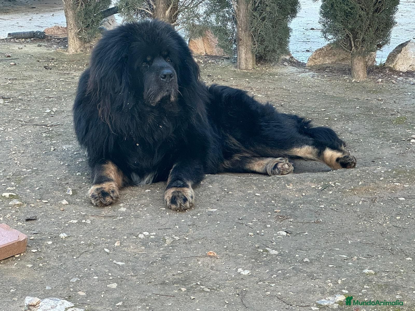 Dogo del Tíbet perros Dogo del Tíbet o Mastín Tibetano  - Anuncio 1
